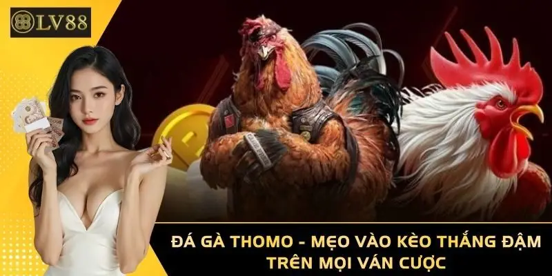Đá Gà Thomo - Mẹo Vào Kèo Thắng Đậm Trên Mọi Ván Cược