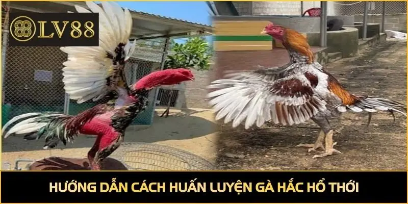 Hướng dẫn cách huấn luyện gà hắc hổ thới
