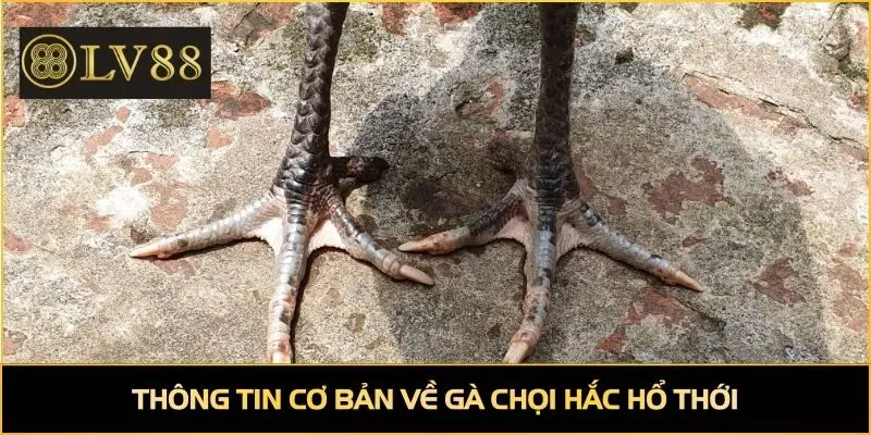 Thông tin cơ bản về gà chọi hắc hổ thới
