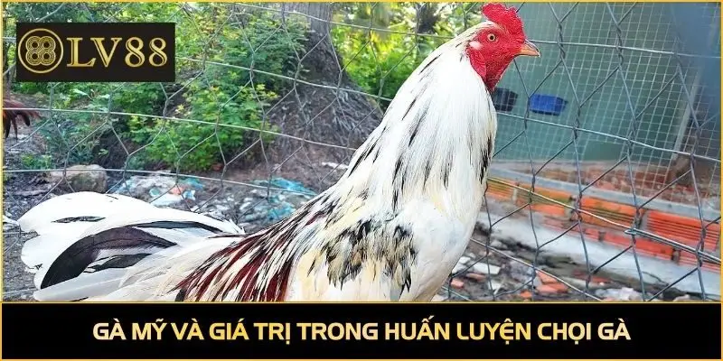 Gà mỹ và giá trị trong huấn luyện chọi gà